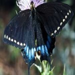 image of animal