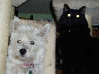 image of west_highland_white_terrier