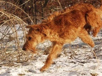 image of irish_terrier