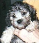 image of dandie_dinmont