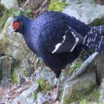 image of bird