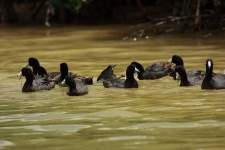 image of american_coot
