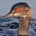image of bird
