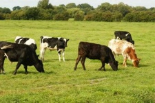 image of animal