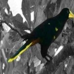 image of bird