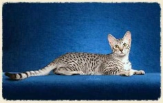 image of egyptian_mau #7