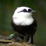 image of bird