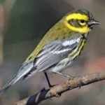 image of bird