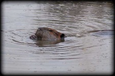 image of beaver