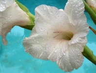 image of flower