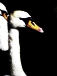 image of swan #5