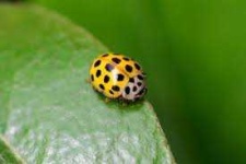 image of ladybugs #16