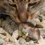 image of tabby