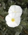 image of flower