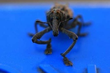 image of weevil #5