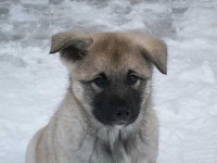 image of norwegian_elkhound #13