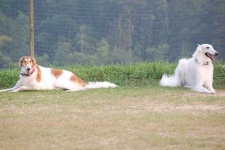 image of borzoi