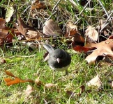 image of junco #5