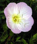 image of flower