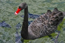 image of black_swan #32