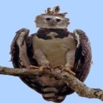 image of bird