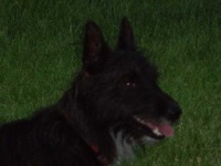 image of animal