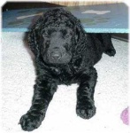 image of curly_coated_retriever