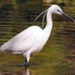 image of bird