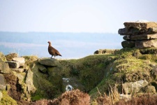 image of black_grouse #19