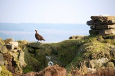 image of black_grouse