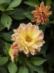 image of flower