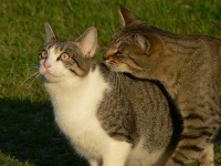 image of tiger_cat