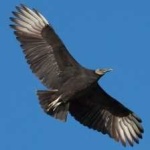 image of bird