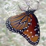image of animal