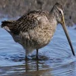 image of bird