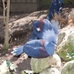 image of bird