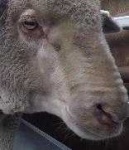 image of animal