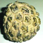 image of custard_apple #31