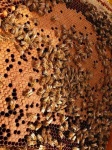 image of honeycomb