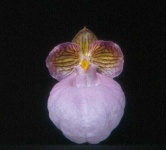 image of flower