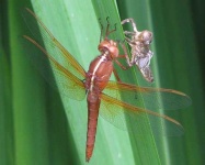 image of dragonfly