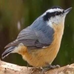 image of bird