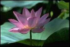 image of lotus