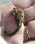 image of sea_horse