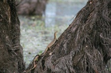 image of animal
