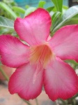 image of flower