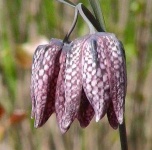image of flower