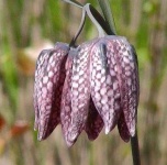 image of fritillary #27