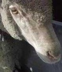 image of animal