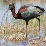 image of bird